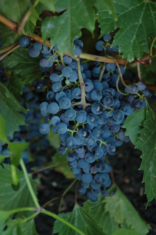 vitis frontenac grape vine