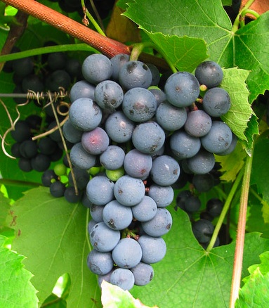 vitis saint croix grape vine