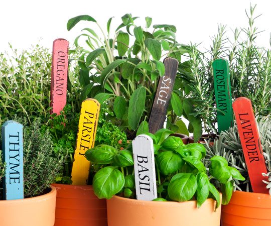 Potted herbs with labels