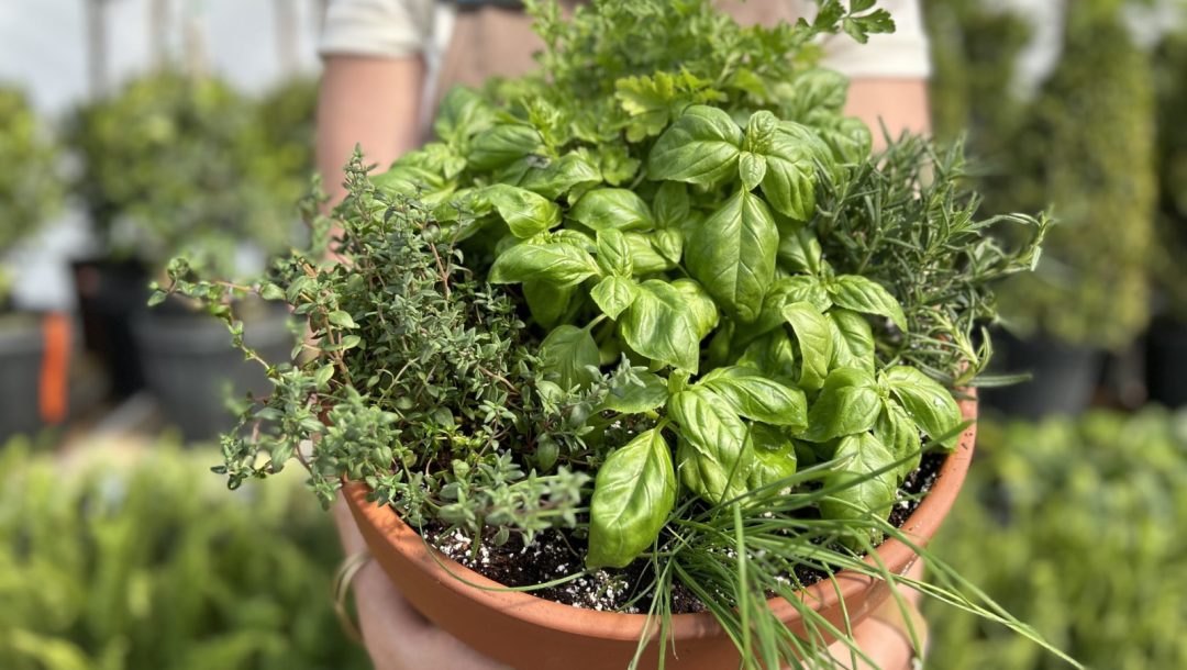 Pot with various herbs