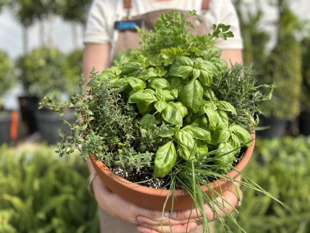 Pot with 5 herbs