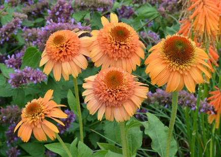 Tangerine Echinacea