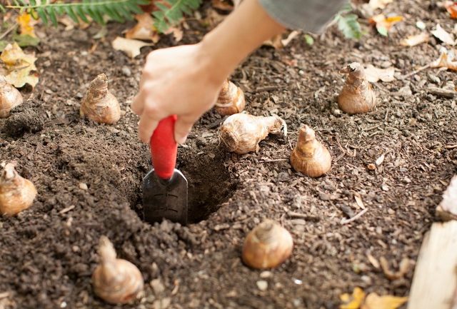 Planting Flower Bulbs