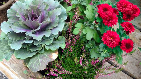 fall container recipe