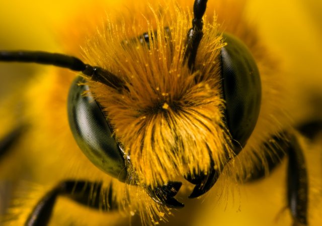 Miner bee close-up