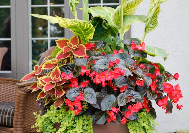 Summer annual container with begonias