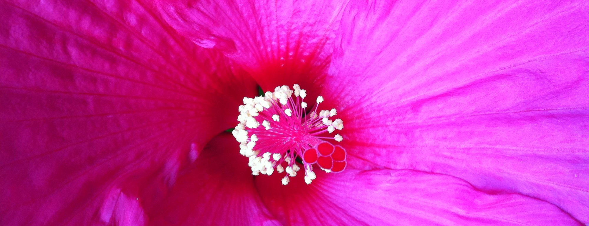 Pink Hibiscus flower close-up