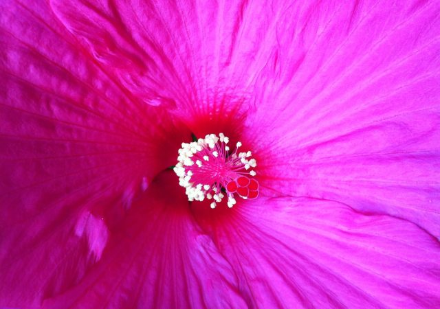 Pink Hibiscus flower close-up