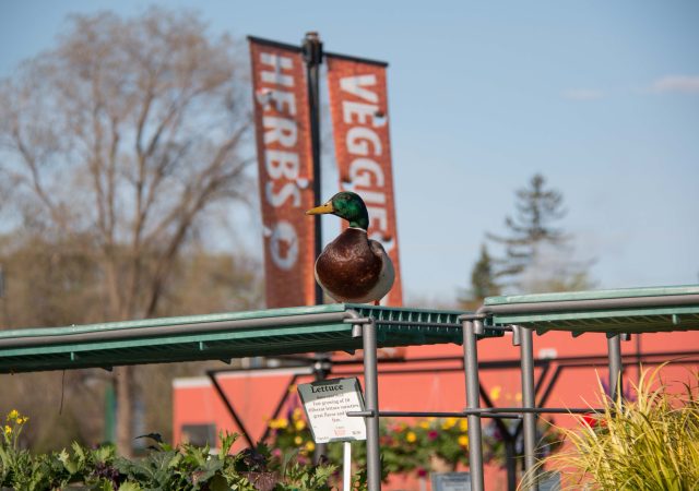 Mallard at the Garden Center