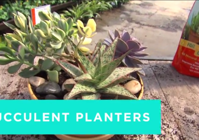 Succulent Planters