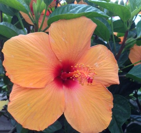 Orange hibiscus flower