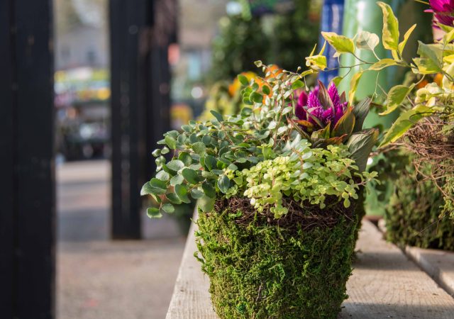 Mini Moss Basket Arrangement