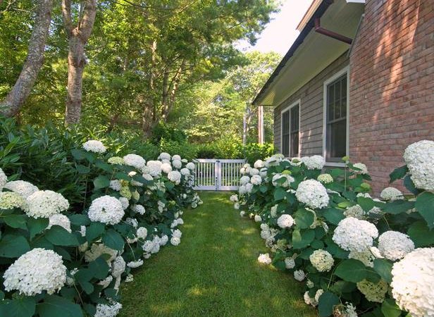 Path lined with Hydrangeas Annabelle