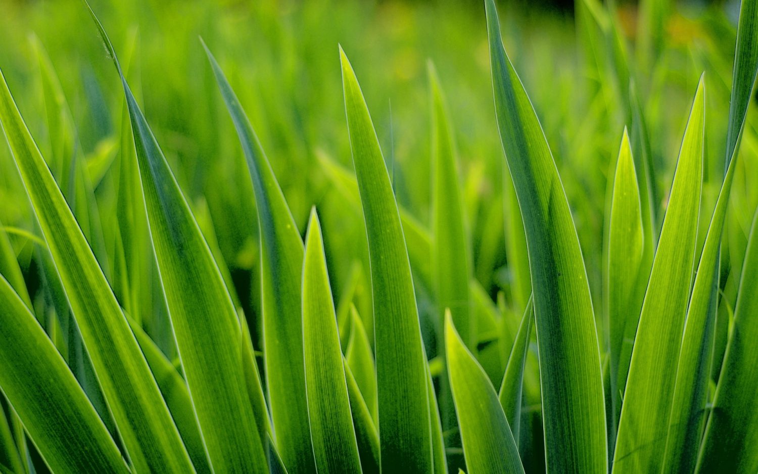 Grass blades