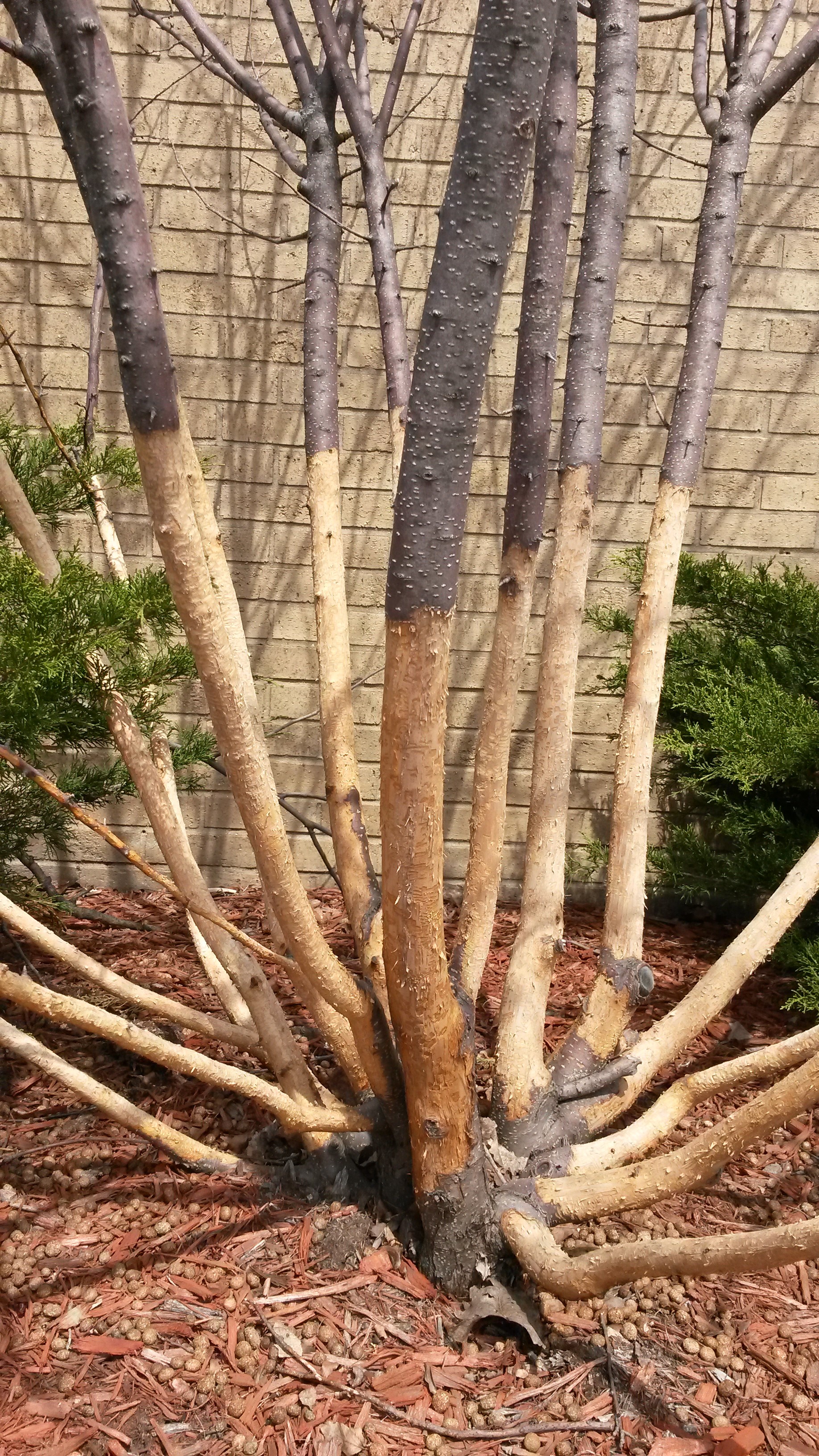 Rabbit Damage on tree bark