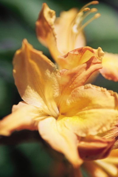 'Golden Lights' Azalea flower