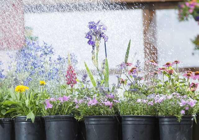 Watering Spring Flowers