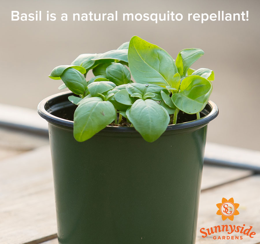 10 Plants You Didn t Know Repel Mosquitoes