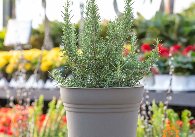 Potted Rosemary, text "Rosemary also repels mosquitos."
