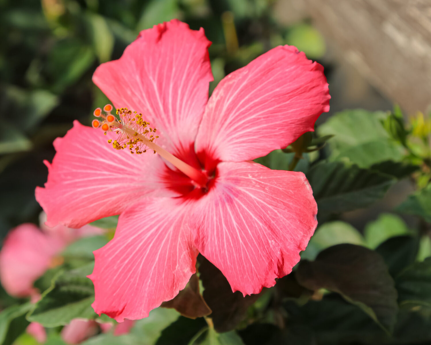 tropical plants, tropical flowers, hibiscus