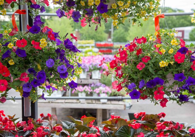 Petunia Hanging Baskets