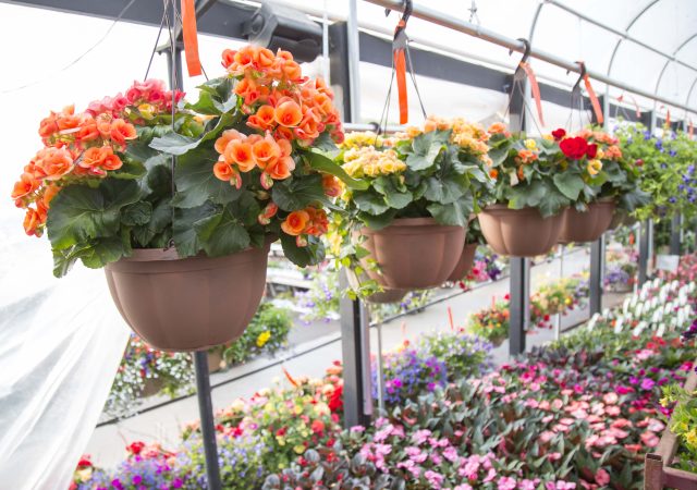 Begonia Hanging Baskets in the greenhouse