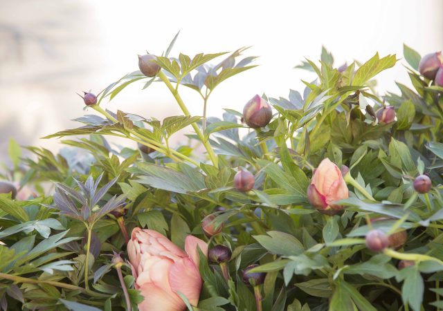 Peonies with flower buds