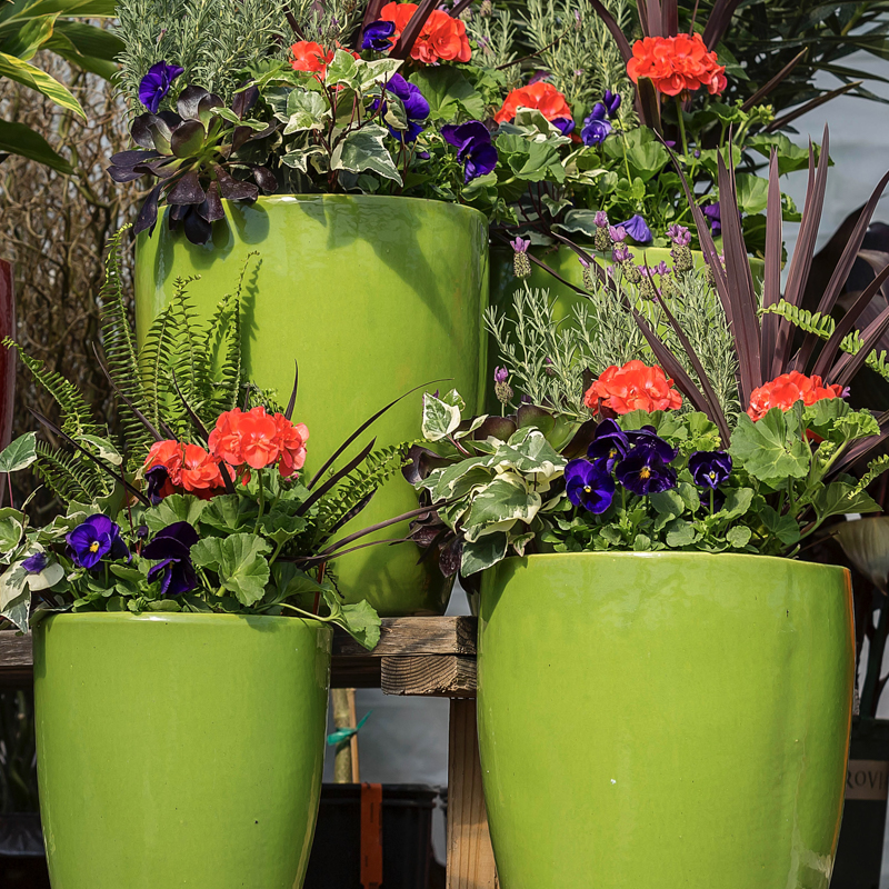 Geranium with Bold Accents container recipe