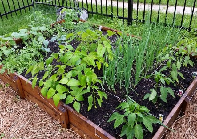 Square Foot Vegetable Gardening