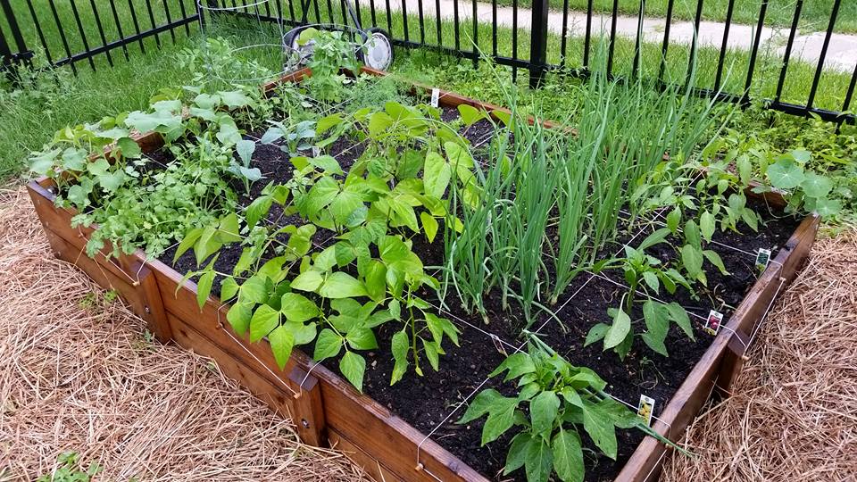 How to plant a square foot garden