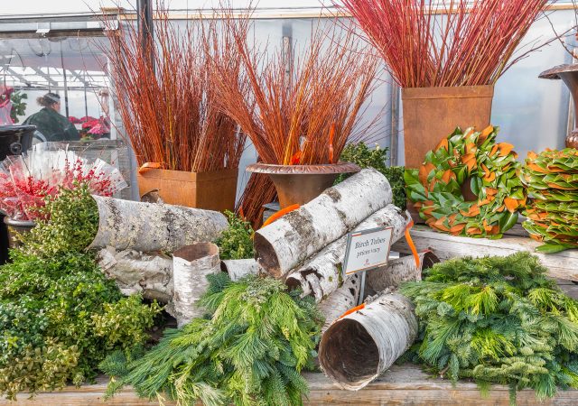 Winter Display with Greens, Birch Tubes, and Sticks