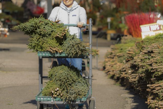 Customer with Cart of Spruce Tips