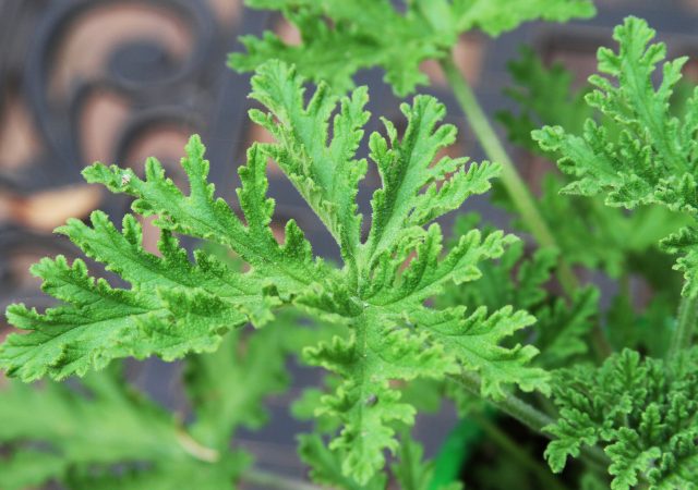 Close up of the green leaves of a citronella (mosquito) plant