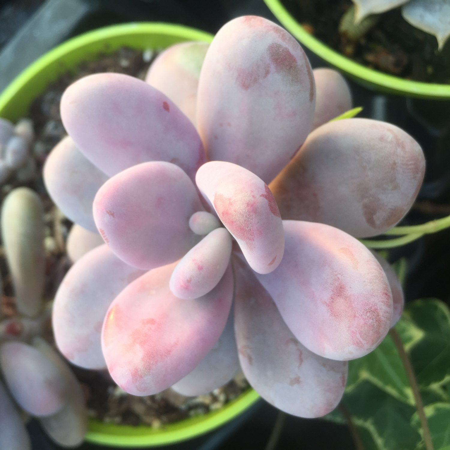 Pachyphytum oviferum (Pink Moonstone) succulent