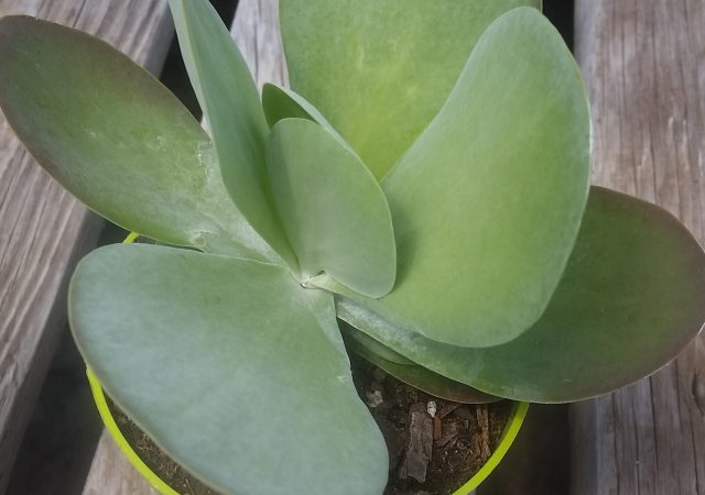 Kalanchoe thyrsiflora 'Flapjacks' succulent