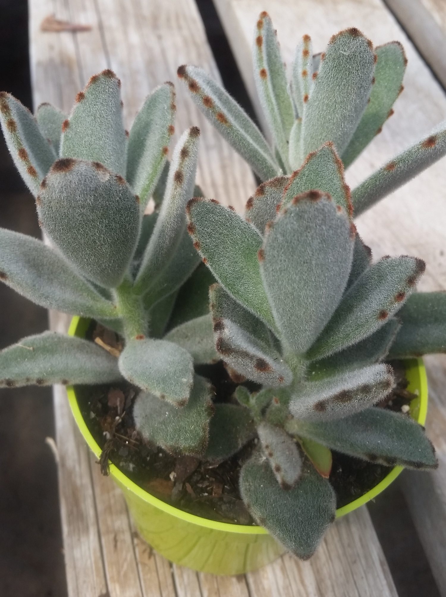 Kalanchoe tomentosa panda plant succulent