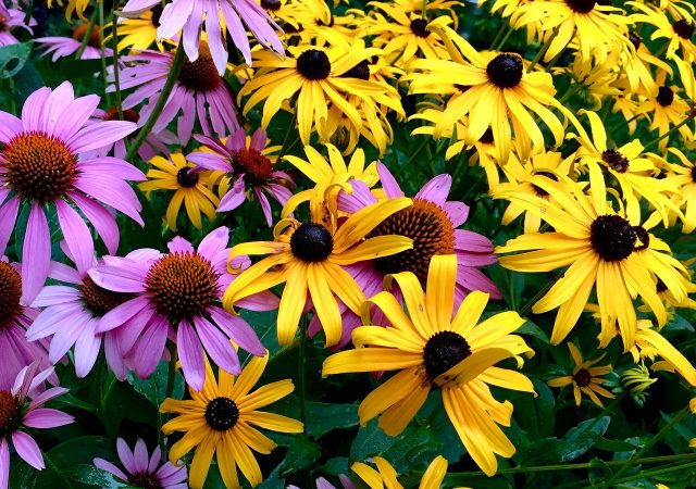 coneflowers rudbeckia black eyed Susan echinacea