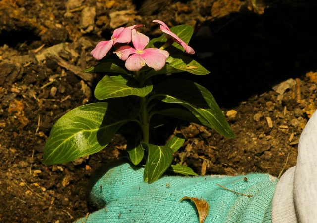 mulch garden vinca