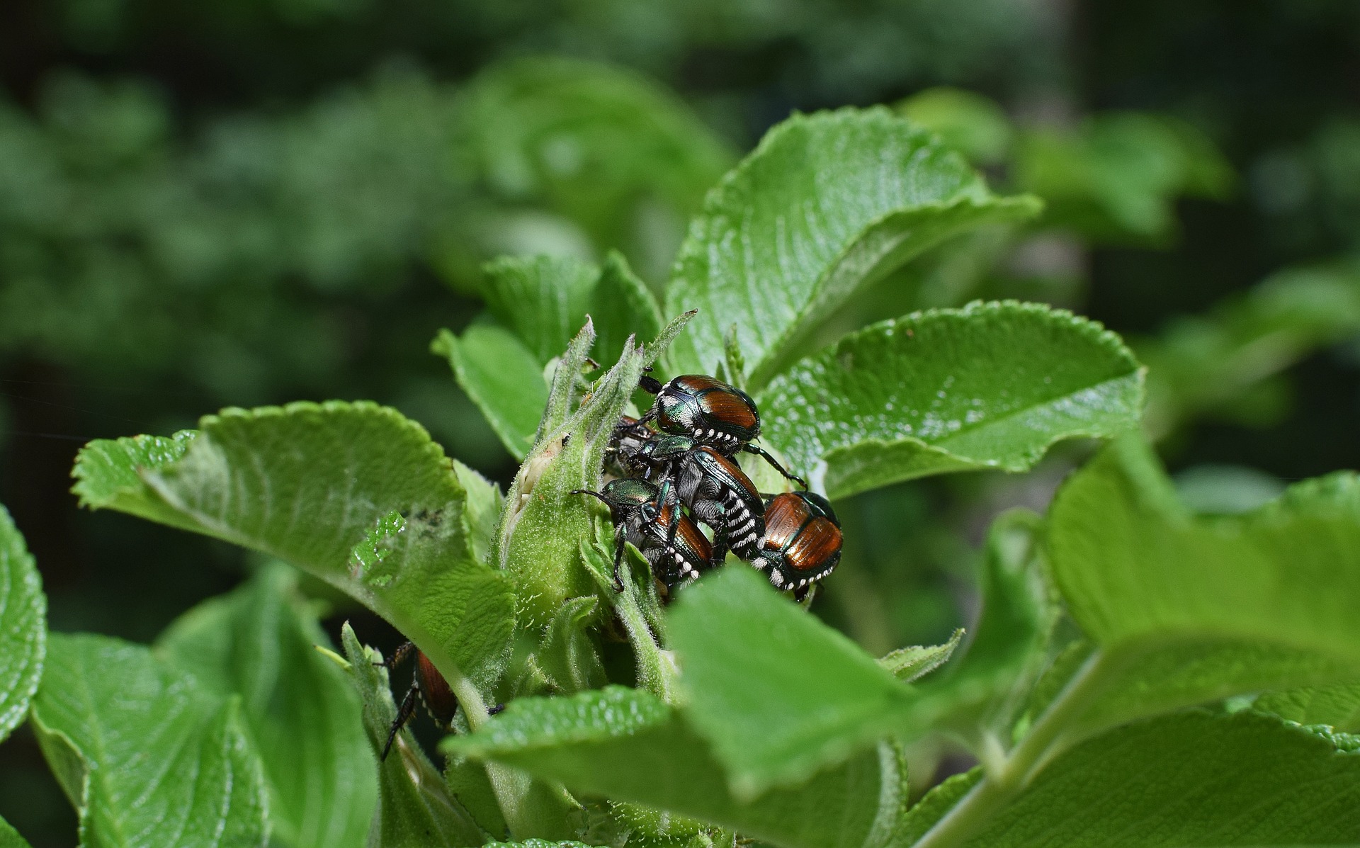 Milky Spore-Organic Control for Japanese Beetles