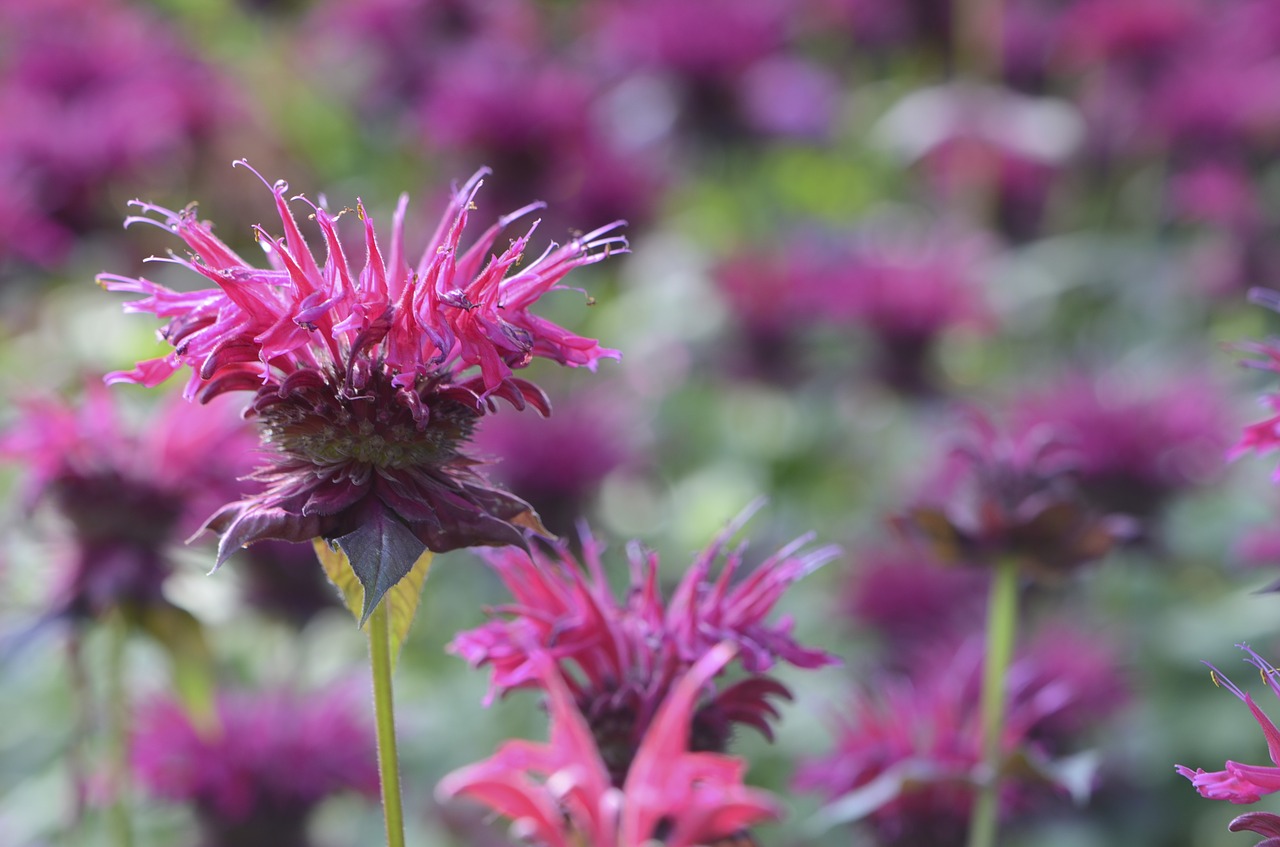 Pink Monarda (Bee Balm)