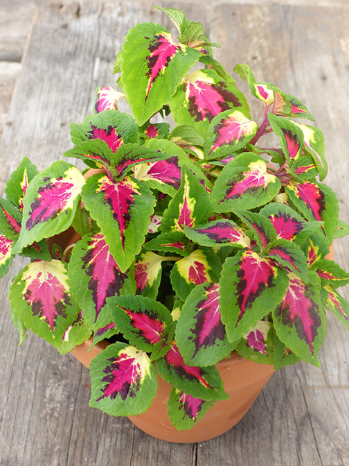 pink and green coleus annual shade