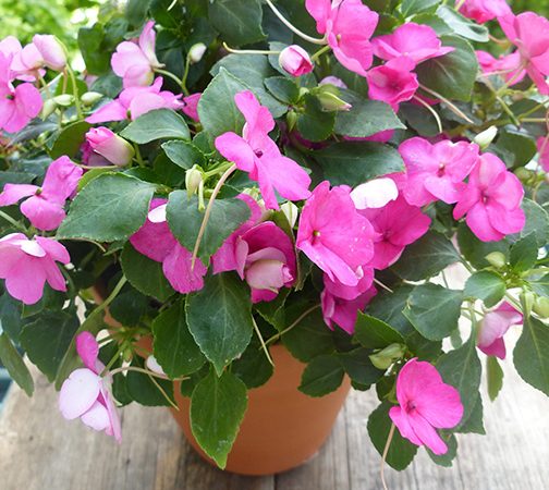 impatiens shade annual pink