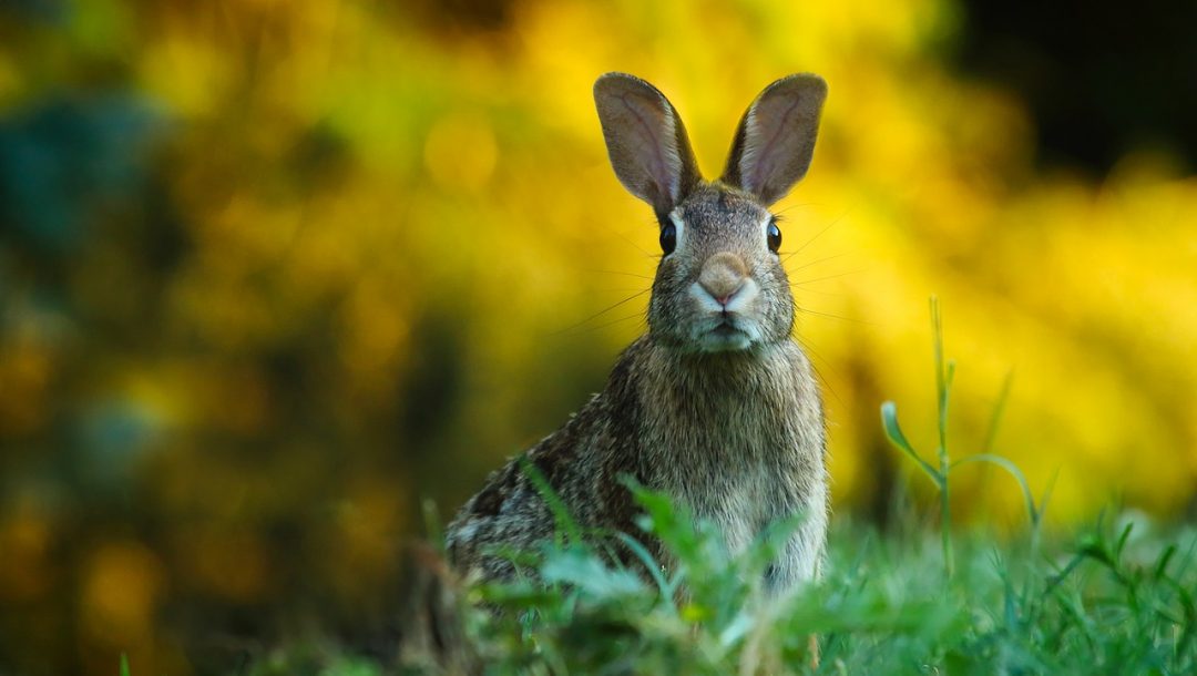 rabbits in garden