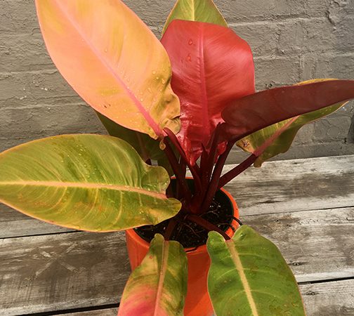 Philodendron Prince of Orange Plants