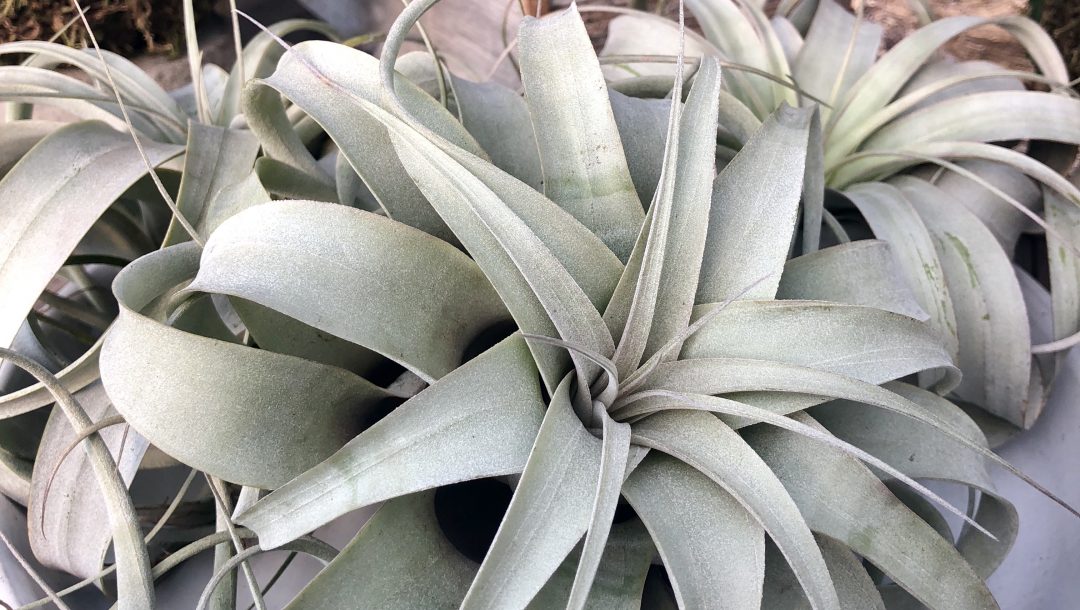 Xerographica Air plant Houseplant