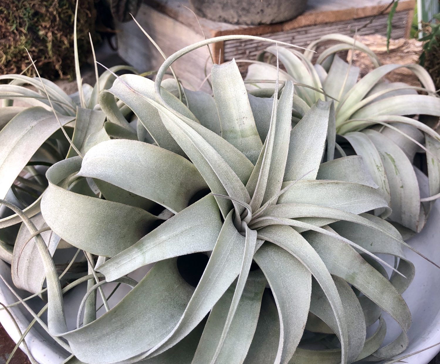 Xerographica Air plant Houseplant