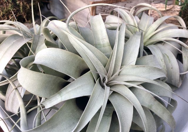 Xerographica Air plant Houseplant