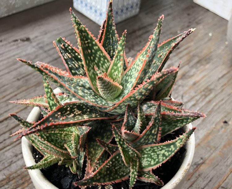 Aloe