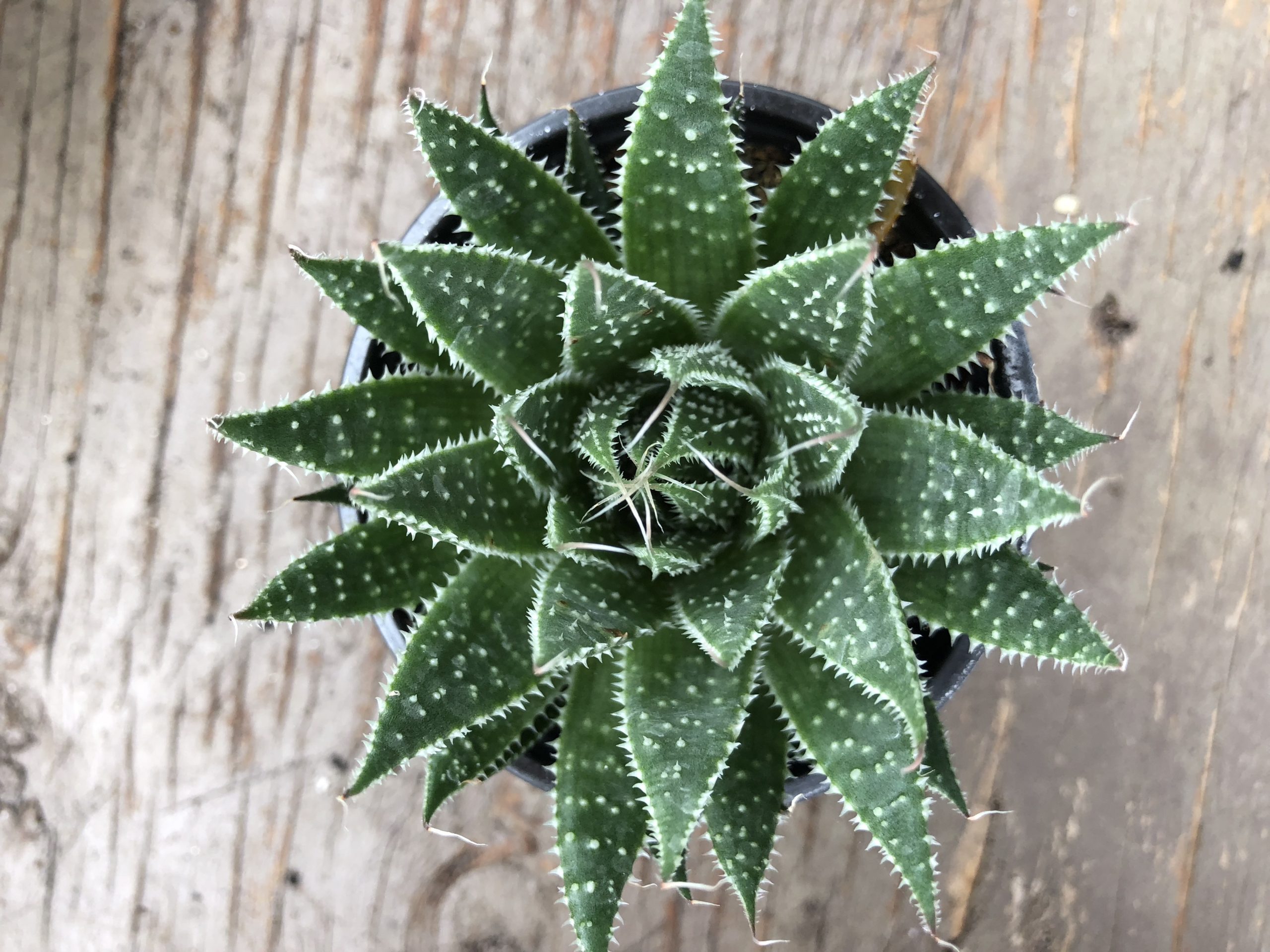 Three Best Succulents for Dorm Rooms