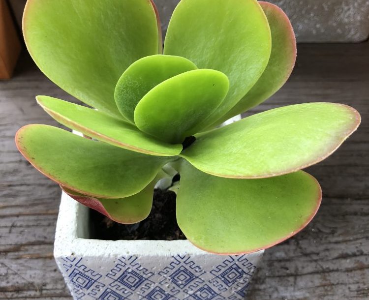 Flap Jack kalanchoe